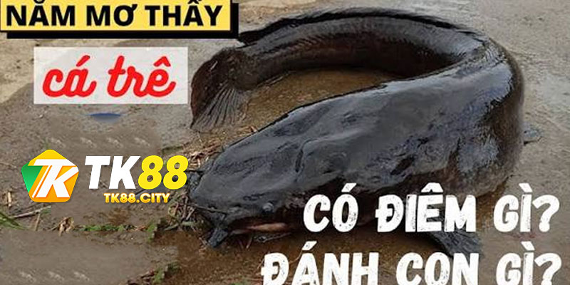 Nằm Mơ Thấy Bắt Cá Trê Đen Đánh Con Gì
